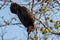 Lesser Vasa Parrot - Coracopsis nigra