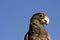 Lesser Vasa Parrot (Coracopsis nigra) feeding on berries at Ifaty, western Madagascar