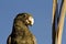 Lesser Vasa Parrot (Coracopsis nigra) feeding on berries at Ifaty, western Madagascar