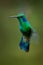 Lesser Violetear - Colibri cyanotus - mountain violet-ear, metallic green hummingbird species commonly found from Costa Rica to