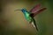 Lesser Violetear - Colibri cyanotus - mountain violet-ear, metallic green hummingbird species commonly found from Costa Rica to