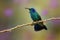 Lesser Violetear - Colibri cyanotus - mountain violet-ear, metallic green hummingbird species commonly found from Costa Rica to