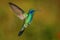 Lesser Violetear - Colibri cyanotus - mountain violet-ear, metallic green hummingbird species commonly found from Costa Rica to