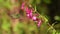 Lesser Violetear - Colibri cyanotus - mountain violet-ear, metallic green hummingbird species commonly found from Costa Rica to no