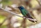 Lesser Violetear hummingbird Colibri cyanotus,Panama