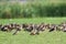 Lesser whistling-duck in Bundala national park, Sri Lanka