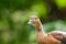 Lesser Whistling-Duck (Dendrocygna javanica).