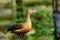 Lesser Whistling-Duck (Dendrocygna javanica)