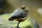 Lesser Whistling-Duck (Dendrocygna javanica)