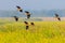 Lesser whistling duck(Dendrocygna javanica)