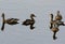 Lesser Whistling-Duck Dendrocygna javanica