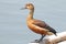 Lesser whistling duck Dendrocygna javanica Cute Birds of Thailand