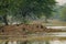 Lesser whistling duck flock or group of birds in wetland of keoladeo national park or bird sanctuary, bharatpur, rajasthan, india