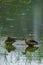 Lesser whistling duck pair floating in water at keoladeo national park or bharatpur bird sanctuary rajasthan india