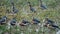 Lesser Whistling-ducks Dendrocygna javanica