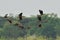 Lesser whistling-ducks soaring in the sky above a lush forest landscape