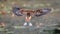 Lesser whistling teal in-flight, full wingspan display from behind the bird. landing on to the swamp in Diyasaru park,