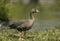 Lesser White-fronted Goose