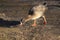 Lesser white-fronted goose