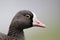 Lesser white-fronted goose, Anser erythropus