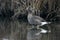 Lesser white-fronted goose, Anser erythropus