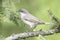 Lesser whitethroat in natural habitat - close up / Sylvia curruca