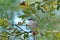 Lesser Whitethroat Sylvia curruca