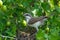 Lesser Whitethroat, Sylvia curruca