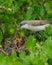 Lesser Whitethroat, Sylvia curruca