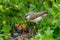 Lesser Whitethroat, Sylvia curruca