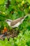 Lesser Whitethroat, Sylvia curruca