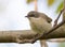 Lesser whitethroat, Sylvia curruca. A bird sits on a tree branch