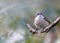 Lesser Whitethroat (Sylvia curruca) perched on a leafless branch of a tree