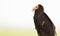 Lesser Yellow-headed Vulture