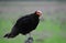 Lesser Yellow-headed Vulture