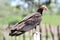 Lesser Yellow-headed Vulture Cathartes burrovianus