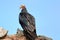 Lesser Yellow-headed Vulture Cathartes burrovianus isolated, perched over blue sky