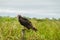 Lesser yellow-headed vulture Cathartes burrovianus near Yacuma river, Boliv