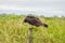 Lesser yellow-headed vulture Cathartes burrovianus near Yacuma river, Boliv