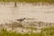 Lesser Yellowleg Foraging  at Dusk