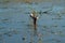 Lesser Yellowlegs dancing at wetland swamp