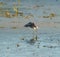 Lesser Yellowlegs dancing at wetland swamp