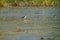 Lesser Yellowlegs feeding at wetland swamp