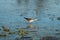 Lesser Yellowlegs feeding at wetland swamp