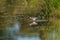 Lesser Yellowlegs feeding at wetland swamp