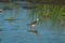 Lesser Yellowlegs feeding at wetland swamp