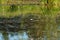 Lesser Yellowlegs flying at wetland swamp