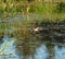 Lesser Yellowlegs flying at wetland swamp