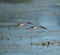 Lesser Yellowlegs flying at wetland swamp