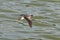 Lesser Yellowlegs shorebird in flight